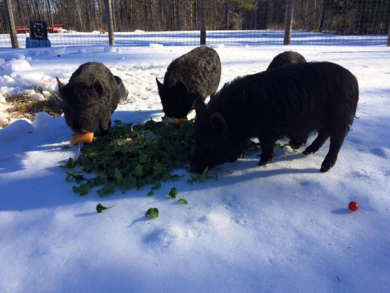 Our Guinea Hog Shoats